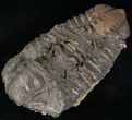 Calymene Trilobite From Morocco - Large Size #17902-1